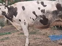 Cow, Russian Black pied cattle — photo 4
