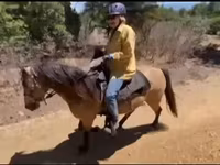 घोड़ा, Missouri foxtrotter — फ़ोटो 5