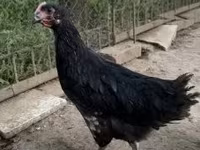 Australorp — foto 2