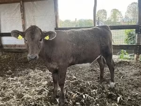 Tehén, Charolais cattle — Magyarország