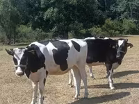 Vaca, Raza Holstein — foto 1