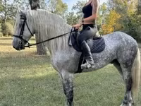 公马, Andalusian horse — 照片 1