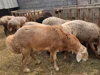 Bélier, Arashan sheep — photo 3