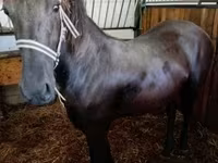 Kanca, Friesian — 1. fotó