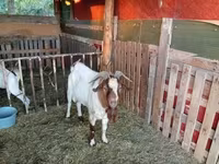Billy Goat, Boer goat — photo 1