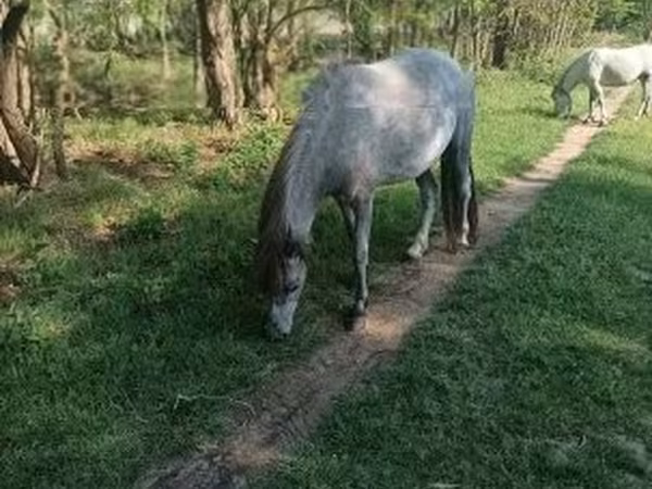 Jument, Chevaux