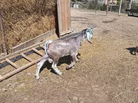 公山羊, Goats — 照片 8
