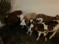 Bika, Simmental cattle — 2. fotó