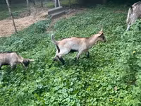 Cabro, Cabras — foto 1