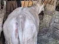 Bulle, Holstein-Rasse — Foto 4