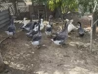 Ducks — photo 3