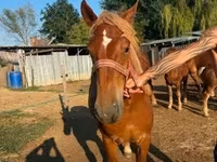 Бие, Hungarian horse breed — 3-сурет