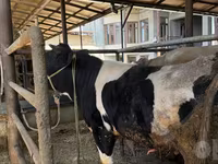 公牛, Russian Black pied cattle — 照片 1