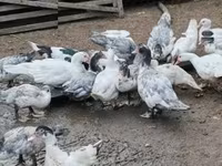 Ducks — foto 3