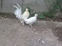 Japanisches Bantam — Foto 5