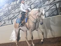 Stute, Palomino — Foto 6