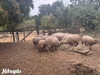 Ram, Merino sheep — photo 1