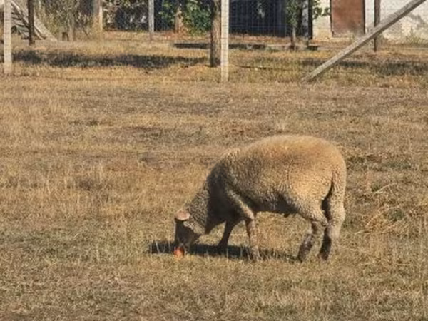 Kos, Juhok — Magyarország