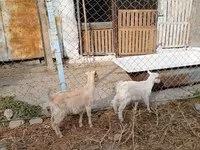 Nőstény kecske, Saanen goat — 2. fotó