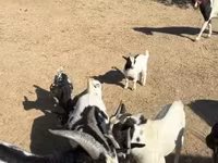 母山羊, Dutch Landrace goats — 照片 6
