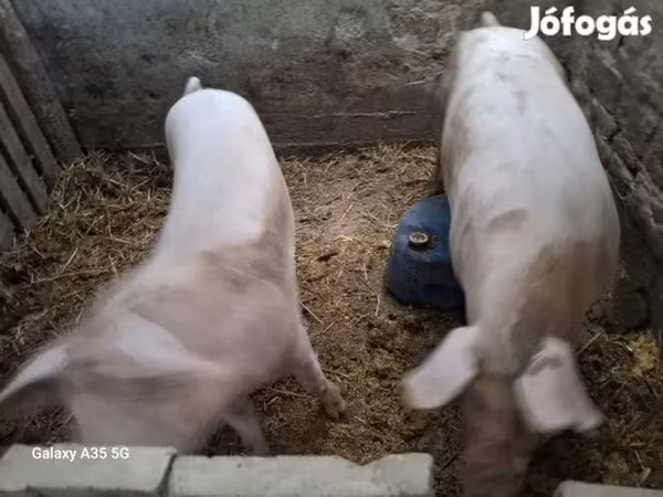 Sow, Pigs — Hungary