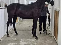 Hing, Akhal-Teke — 8. fotó