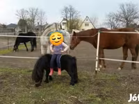 Caballo, Shetland Pony — foto 1