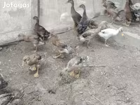 Ducks — الصورة 1