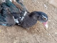 Ducks — foto 3