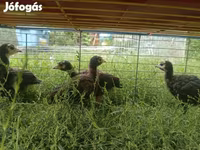Turkeys — الصورة 4