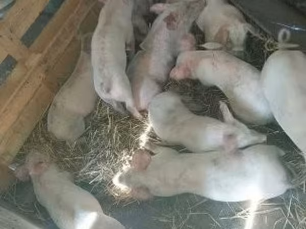 خنزيرة, الخنازير — هنغاريا