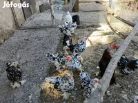 पेकिन बैंटम — फ़ोटो 4