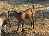 公山羊, Goats — 照片 2