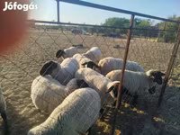 Juh, White Suffolk sheep — 2. fotó