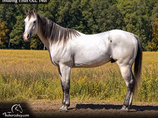 घोड़ा, Quarter Horse