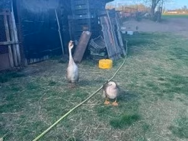 Geese — Hungary