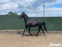 Hengst, Nonius horse — Foto 2