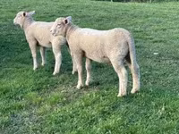 Schaf, Ile-de-France sheep — Foto 1