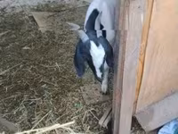 母山羊, Nubian Goat — 照片 5