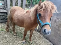Caballo, Shetland Pony — foto 3