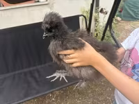 Poule soie — photo 3