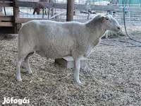 نعجة, Lacaune sheep — الصورة 6