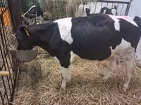 Toro, Russian Black pied cattle — foto 3