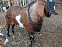 Теке, Nubian Goat — 2-сурет