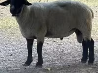 公羊, White Suffolk sheep — 照片 1