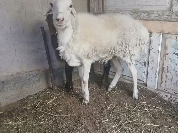 Bélier, Moutons