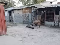 公山羊, Goats — 照片 4