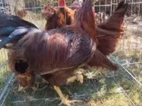 Chickens — 6. fotó