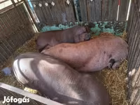 Süldőanya, Sertések — 4. fotó