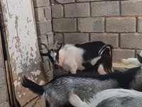 Bak, LaMancha goats — 4. fotó
